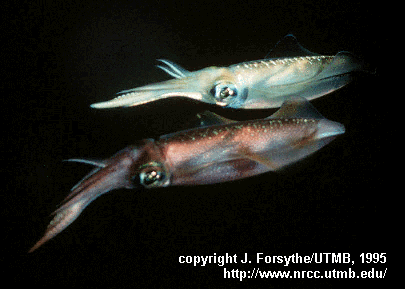 pacific squid